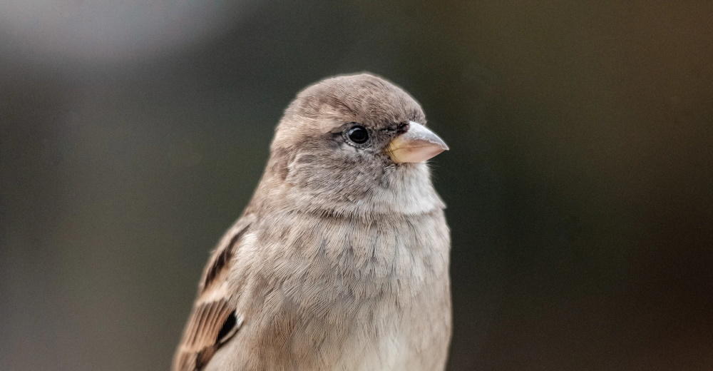silver sparrow.jpg