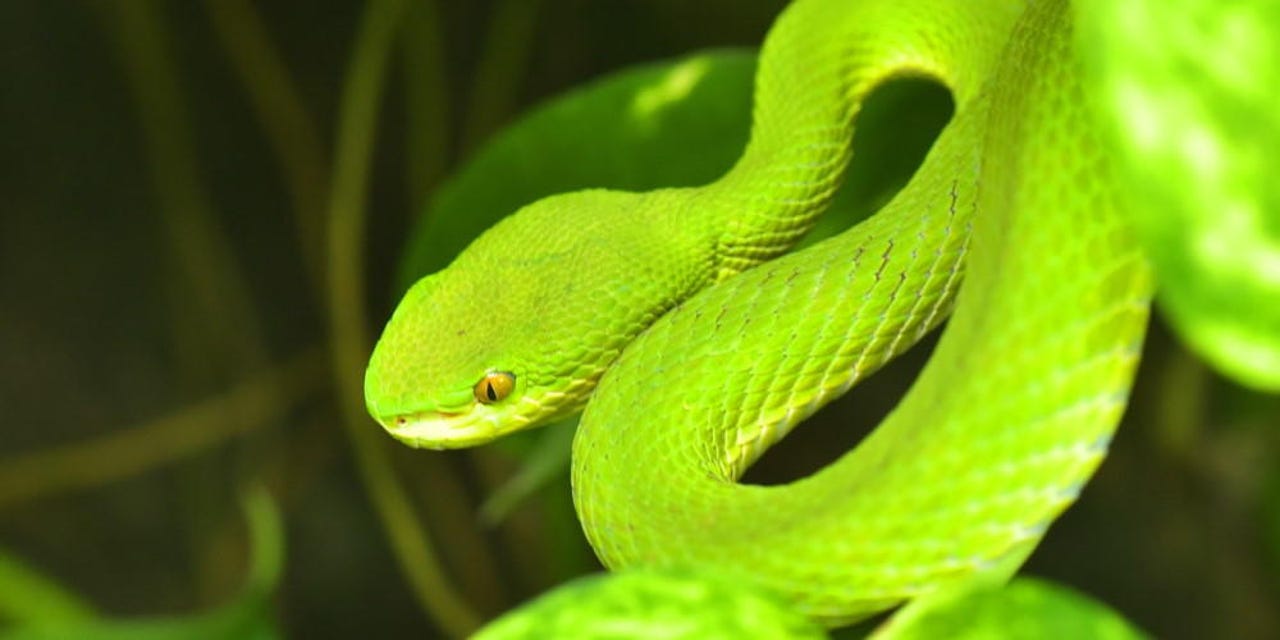 Google open-sources Atheris, a tool for finding security bugs in