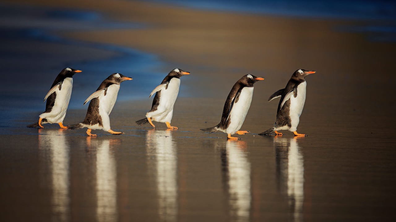 penguins running