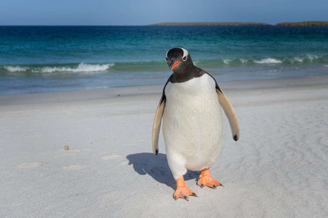 tough looking penguin