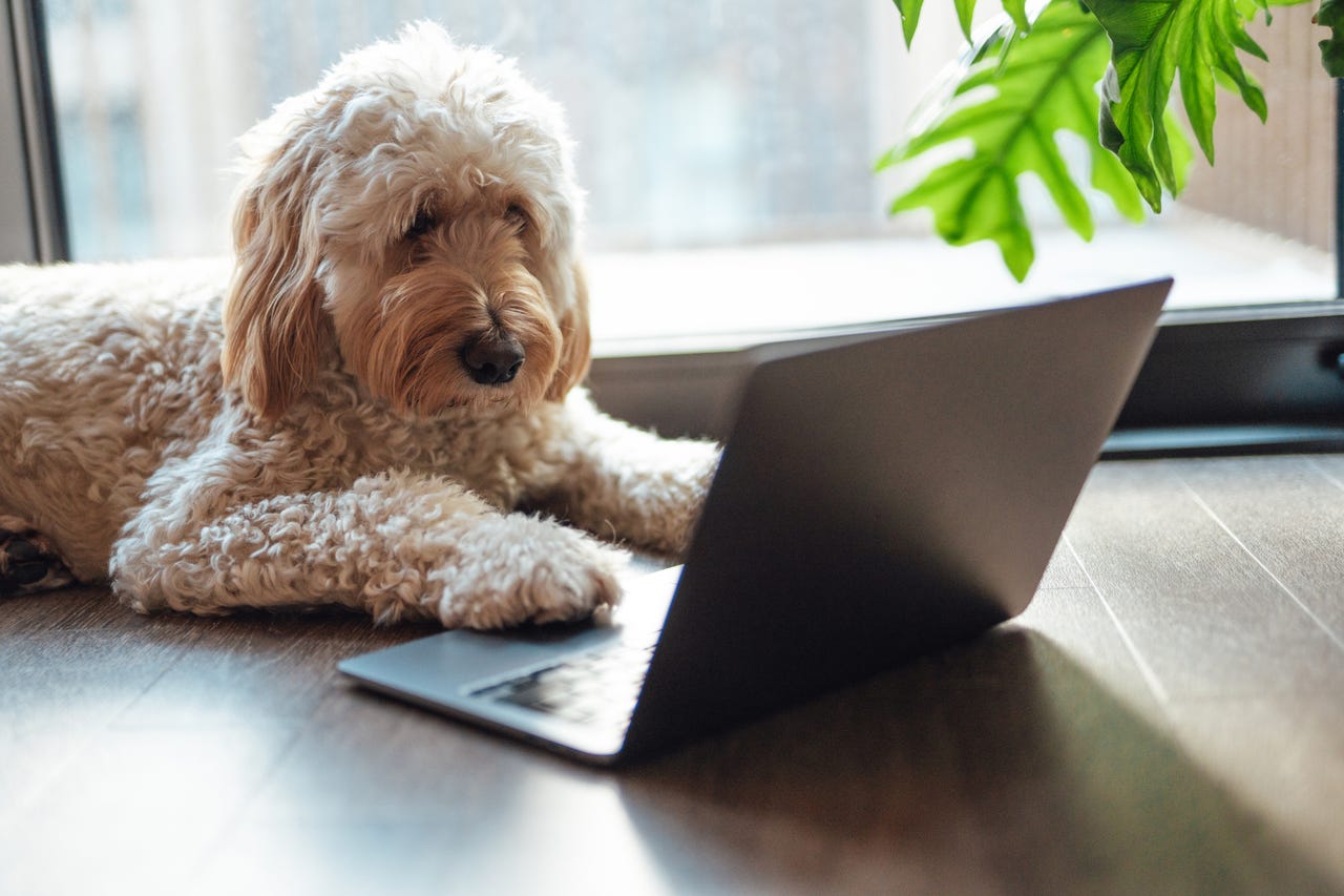 Goldendoodle looking at laptop