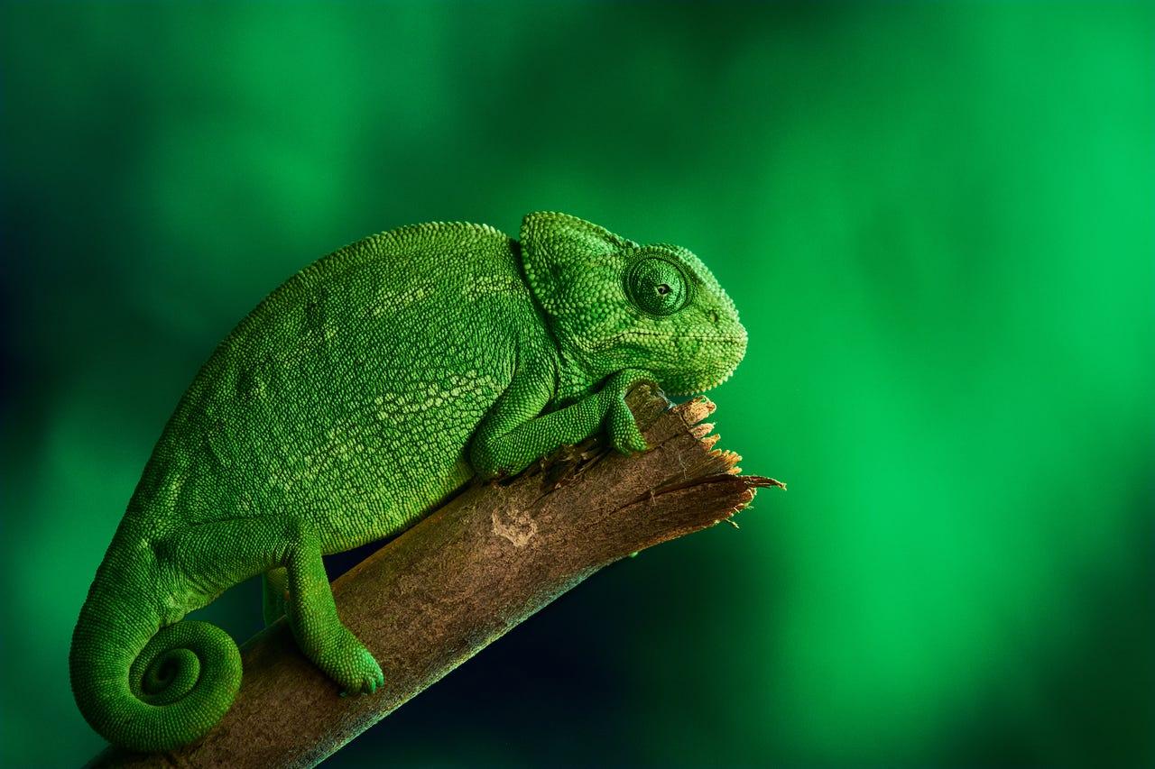 green chameleon on a stick