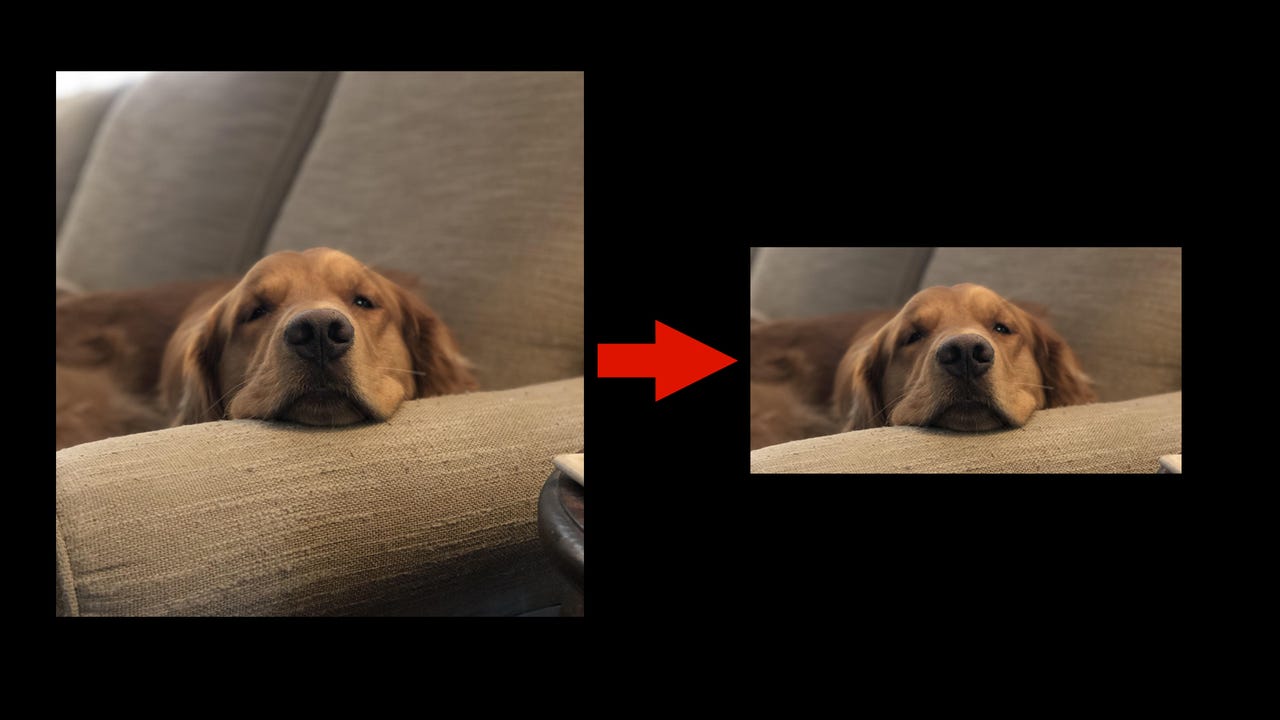 A square photo of a dog's face resized to be 16:9