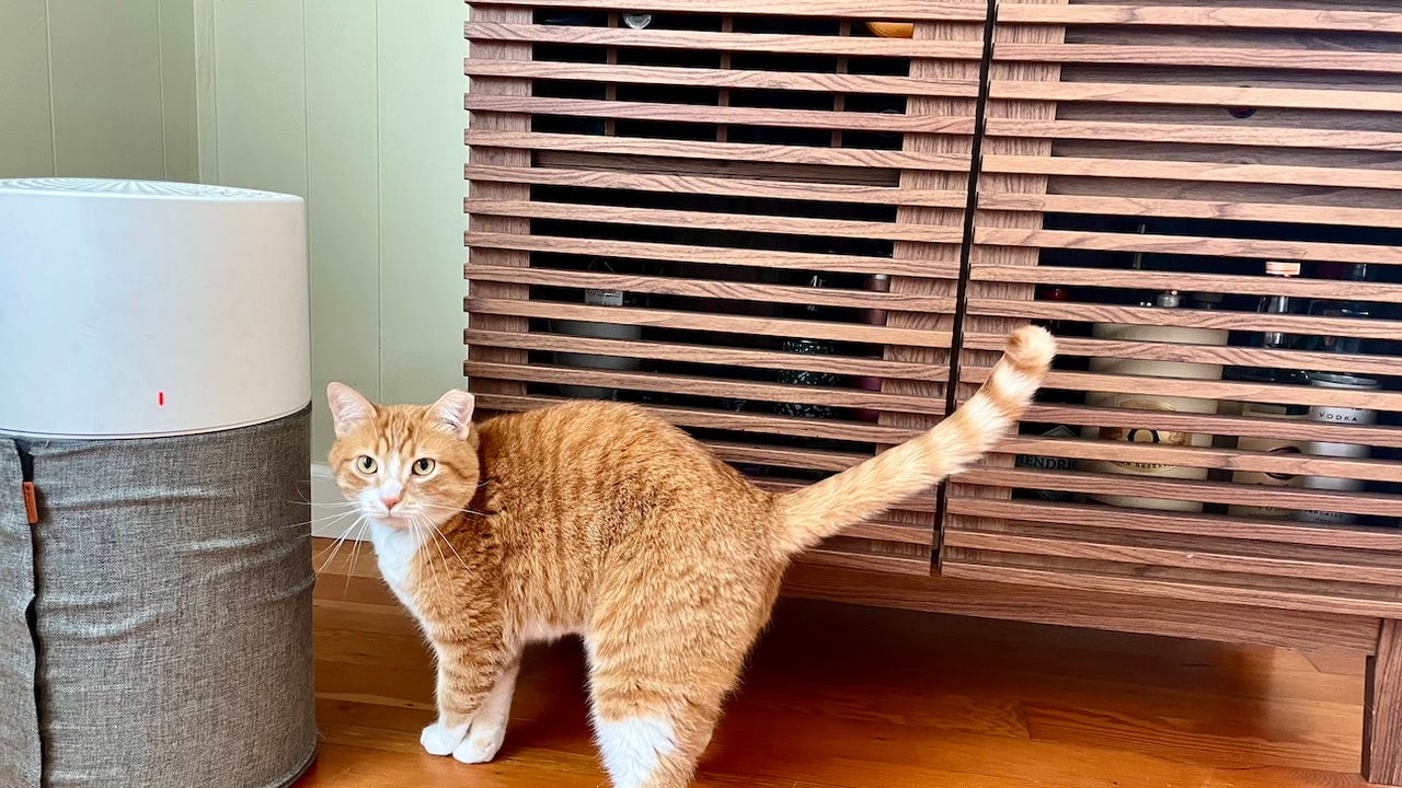 An orange cat in front of an air purifier