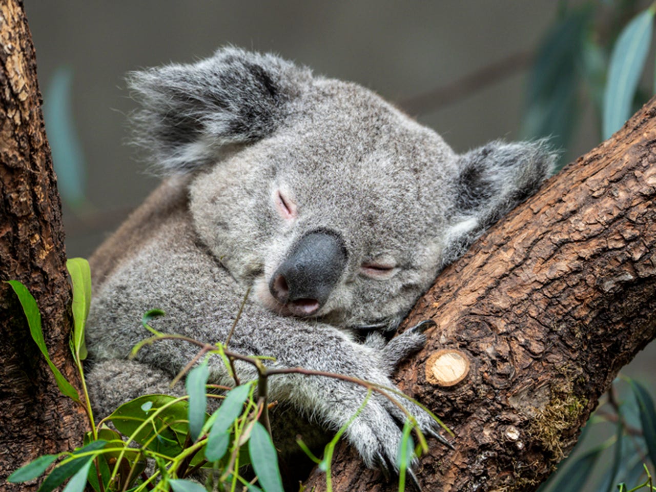 South Australia uses facial recognition drones to help save koalas ...
